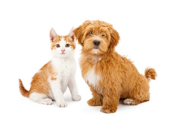 dog and cat together